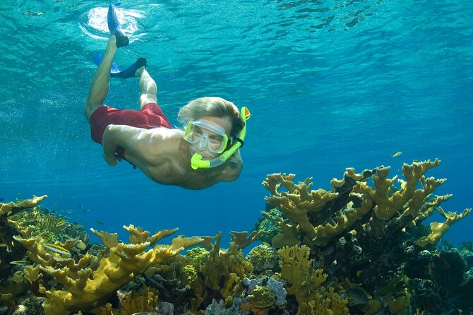 Nassau Shore Excursion: Bahamas Snorkel Adventure - Key highlights before you go