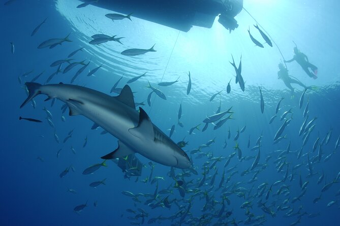 Nassau Shore Excursion: Bahamas Snorkel Adventure - Shark Experience: Swim With Them or Watch From the Boat