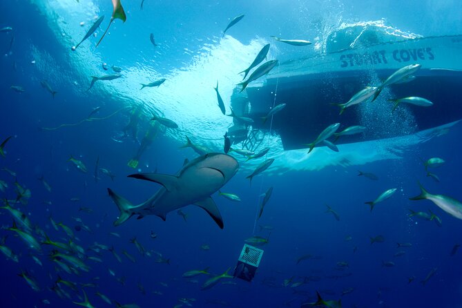 Nassau Shore Excursion: Bahamas Snorkel Adventure - Gear, Wetsuits, and Staying Comfortable for Hours