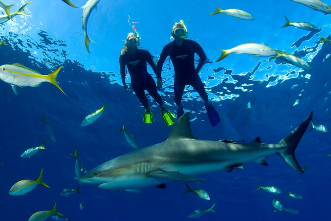 Nassau Shore Excursion: Bahamas Snorkel Adventure - Price and Value: What You Get for About $144