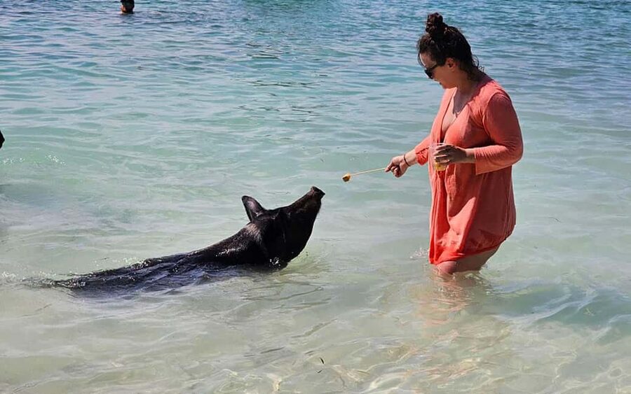 Nassau: Snorkeling, Pig Beach, Swim with Turtles, and Lunch - Key things that make this tour worth your time