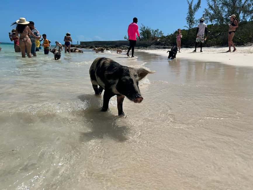 Nassau: Snorkeling, Pig Beach, Swim with Turtles, and Lunch - Nassau catamaran day: pigs, reef fish, and real island time