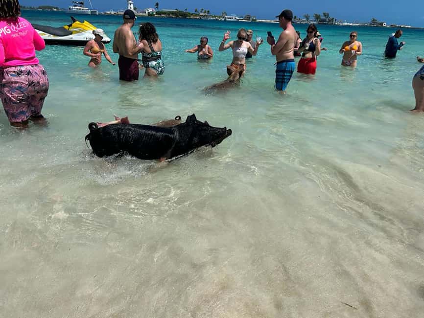 Nassau: Snorkeling, Pig Beach, Swim with Turtles, and Lunch - Drinks included: what the open-bar really changes