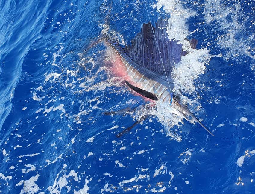 Nassau: Sport-fishing private charter . - Key points