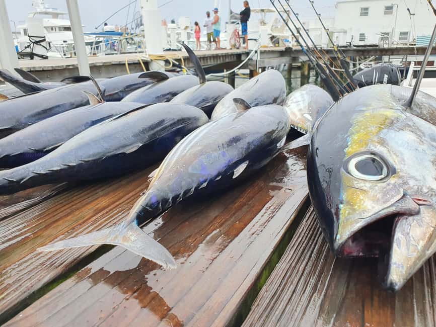 Nassau: Sport-fishing private charter . - Offshore vs Inshore Fishing, and Why the Captain’s Strategy Matters