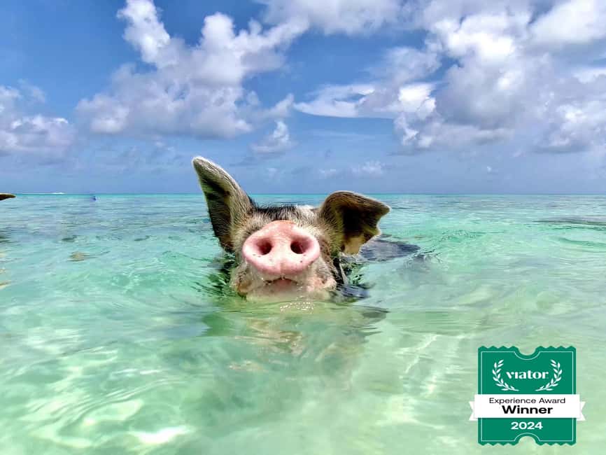 Nassau: Swimming Pigs and Private Beach Club Trip with Lunch - Rose Island in a Half-Day: The Boat Ride That Starts the Fun