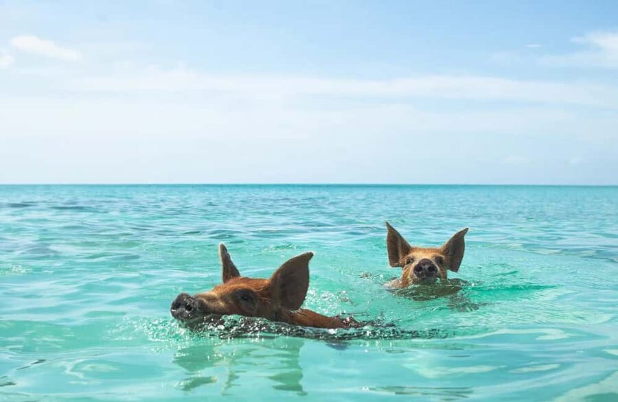 Nassau: Swimming Pigs and Private Beach Club Trip with Lunch - Meet the Swimming Pigs: Feeding, Safety Briefing, and Photo-Worthy Chaos