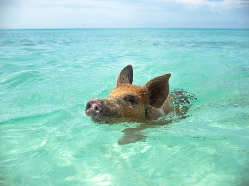 Nassau: Swimming Pigs and Private Beach Club Trip with Lunch - Green Cay and Sea Turtle Watching: A Weather Dependent Bonus