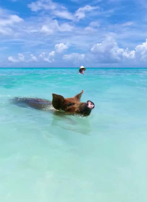 Nassau: Swimming Pigs and Private Beach Club Trip with Lunch - Price and Value at $139: Where the Money Goes