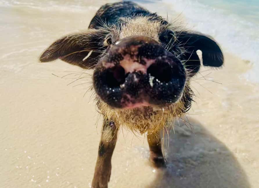 Nassau: Swimming Pigs and Private Beach Club Trip with Lunch - Pickup and Return: How to Reduce the Chance of Transfer Stress