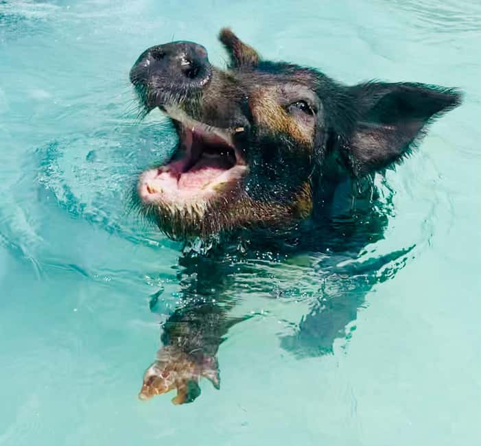 Nassau: Swimming Pigs and Private Beach Club Trip with Lunch - Who This Tour Fits Best, and Who Should Skip It