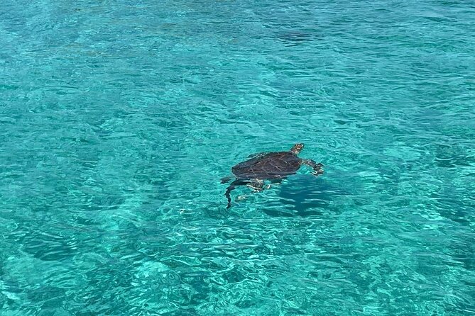 Nassau: Swimming Pigs And Snorkel With Turtles - Key highlights to know before you book