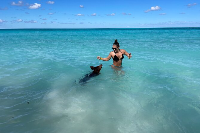 Nassau: Swimming Pigs And Snorkel With Turtles - Snorkeling gear, snacks, and the boat experience on Delfincharters