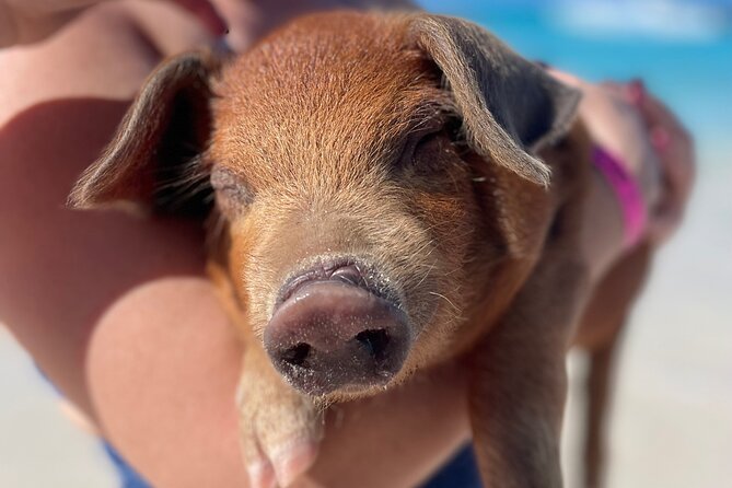 Nassau: Swimming Pigs And Snorkel With Turtles - Rose Island piggy time, feeding, and the beach bar break