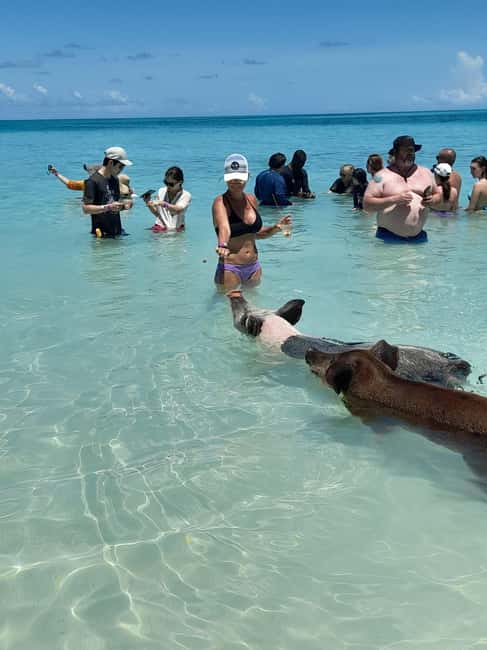 Nassau: Swimming Pigs Private Boat Tour - Up to 7 Persons - Timing inside the 3-hour window: what each segment really gives you