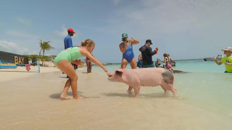 Nassau: Swimming Pigs, Snorkeling, Lunch, & Beach Boat Tour - Price value for $140, and who this tour fits best