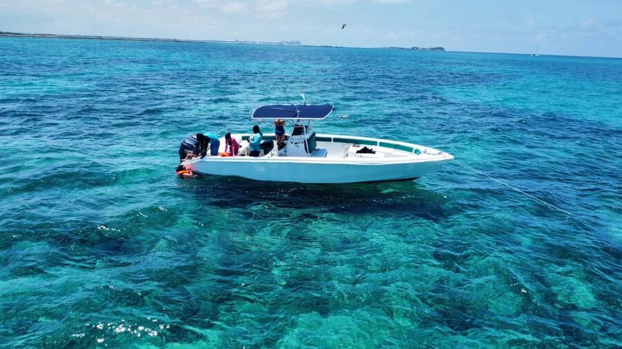 Nassau: Swimming with Pigs, Snorkeling, and Sightseeing Tour - Marine life spotting, including the friendly surprises