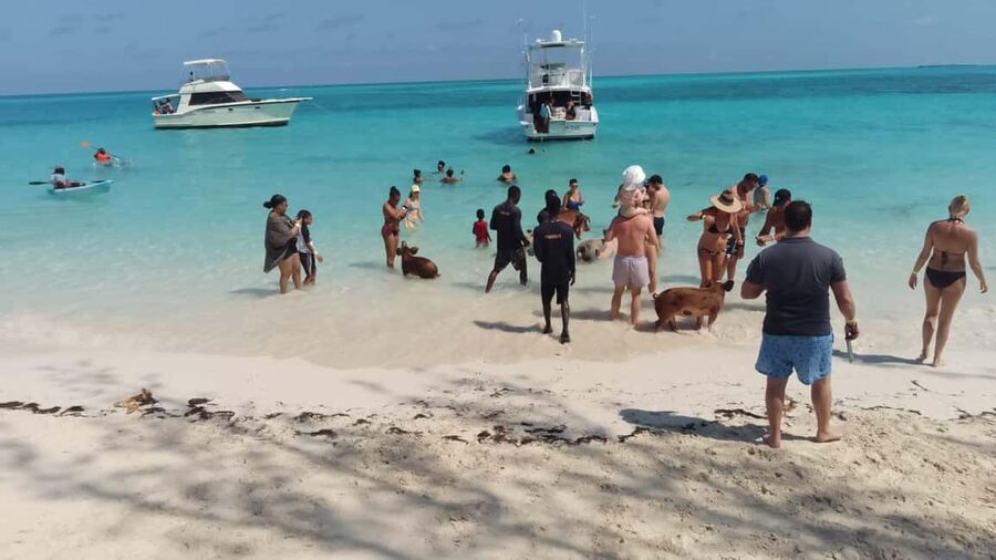 Nassau: Swimming with Pigs, Snorkeling, and Sightseeing Tour - Price and value: is $150 a fair deal for this mix?
