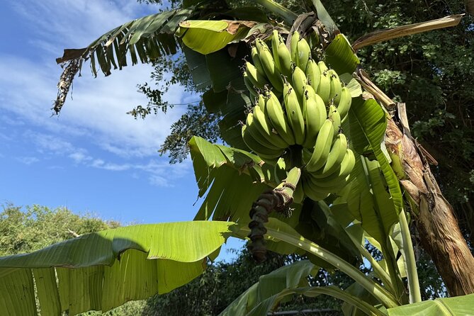 NEW! Authentic Bahamian Cooking and Cocktails with Transfers - Where you will be picked up and how long the ride should feel