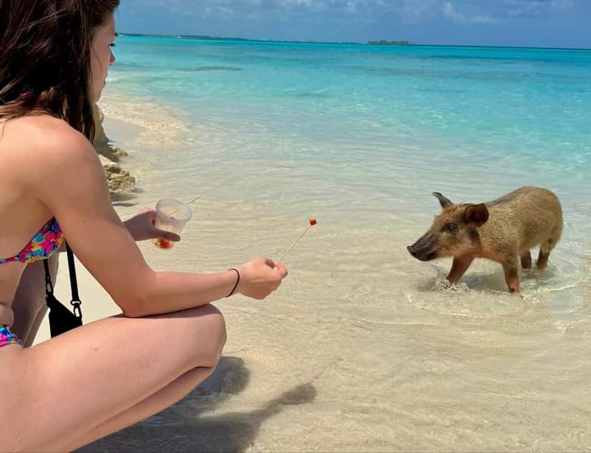 Paradise Found In Hog Haven: Ultimate Beach Escape - Swimming pigs: the highlight you plan around, not just watch