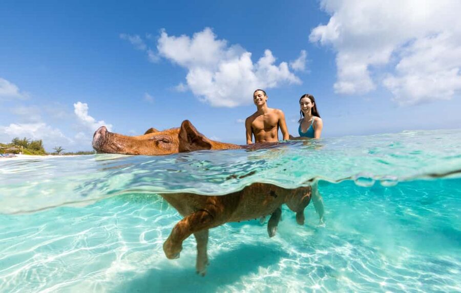 Paradise Island: Rose Island Tour with Swimming Pigs & Lunch - Getting to Paradise Island Ferry Terminal without losing your spot