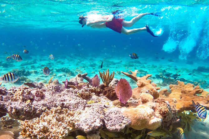 Pearl Island Bahamas Snorkeling Experience and Lunch - Ferry Ride from Paradise Island, Then Straight to Island Time