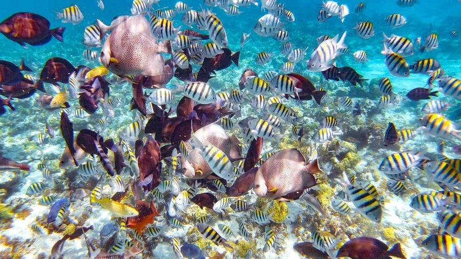 Pearl Island Beach: Full-day Snorkelling with Lunch - Paradise Island Ferry, Then Instant Beach Time