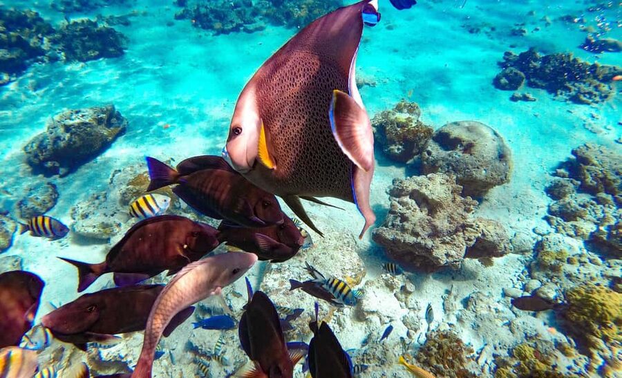 Pearl Island Beach: Full-day Snorkelling with Lunch - Timing, Weather, and the Real-Life Reality of 5 Hours