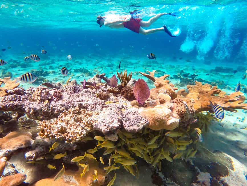 Pearl Island Beach: Full-day Snorkelling with Lunch - Pearl Island Beach, Lighthouse Access, and Real Time to Relax