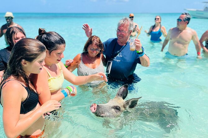 Perfect Day Swimming Pigs, Turtles, Reef Snorkel & Lunch - The pig interaction: feeding fun, plus safety that feels real