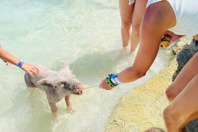 Perfect Day Swimming Pigs, Turtles, Reef Snorkel & Lunch - Who this tour suits best, and who should think twice