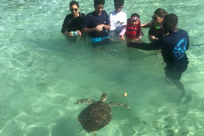 Pink Sand Beach and Swimming Pigs Adventure from Nassau - Eleuthera Sea Turtle Cave Stop