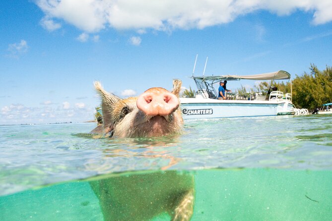 Pink Sand Beach and Swimming Pigs Adventure from Nassau - Meeks Patch Island and Swimming Pigs