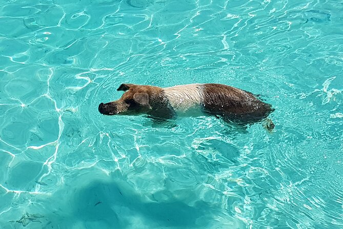 Powerboat and Snorkel Experience with Swimming Pigs and Turtles - Key Points That Matter Before You Go