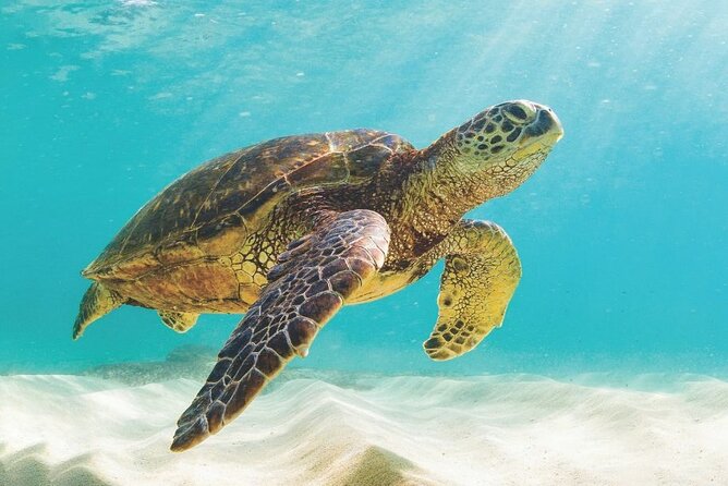 Powerboat and Snorkel Experience with Swimming Pigs and Turtles - Sandy Cay Swimming Pigs: The Real Showpiece