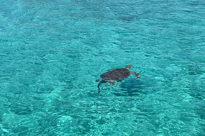 Private Boat Swim and Snorkel Adventure to Rose Island - Value and Group Size: Is $1,670 Worth It?