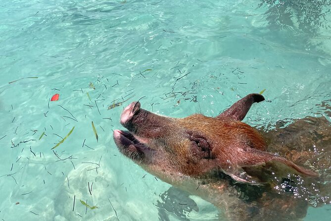 Private Eleuthera Island: Swim With Pigs, Turtles & Stingrays - Key highlights before you go