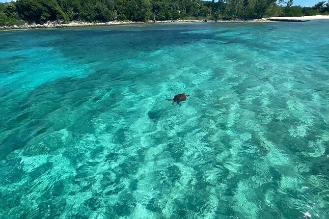 Private Eleuthera Island: Swim With Pigs, Turtles & Stingrays - Spanish Wells snorkeling: turtles, stingrays, and real water time