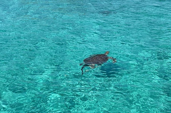 Private Eleuthera Island: Swim With Pigs, Turtles & Stingrays - Should you book this private Eleuthera swim day?