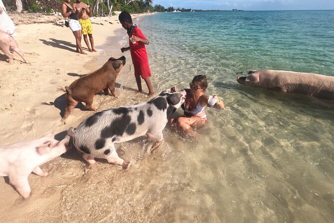 Private GroupTour Pigs/Turtles/Snorkeling/Lunch/Pickup/Dropoff - Why this half-day Nassau charter fits real schedules
