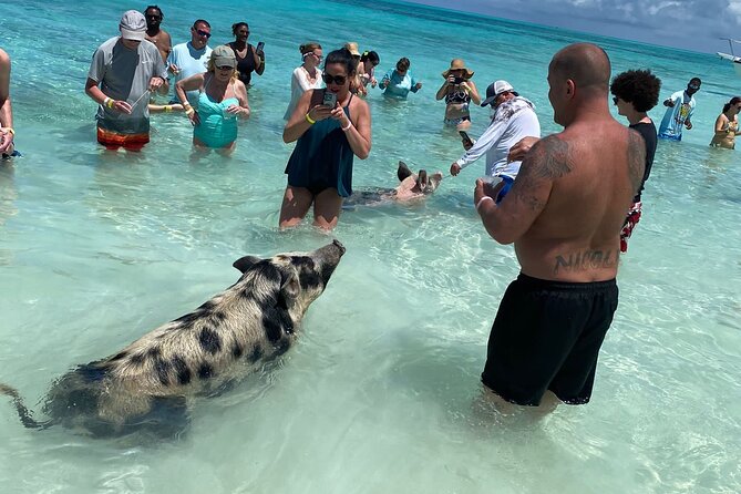 Private Rose Island, Swimming Pigs, Snorkeling and Turtles - Private Rose Island, turtles, and pigs from Nassau: why the format works