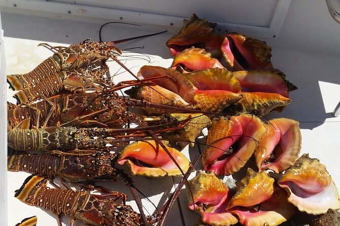 Private Snorkeling And Fishing Activity - Fishing options for snapper, trigger fish, lobster, and grouper