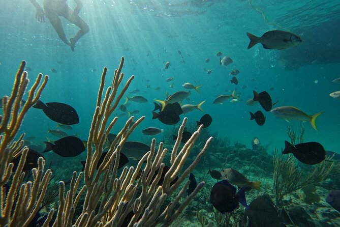 Private Snorkeling or Fishing Charter in Nassau - 38ft Free Time - Nassau from the water: the kind of sightseeing stops you can expect