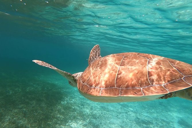 Private Snorkeling or Fishing in Nassau - 55ft Cocorijo - Fishing on Nassau water: gear included, results vary