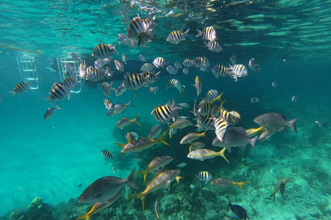 Private Speed Boat for Snorkeling or Fishing in Nassau - 34ft - Getting aboard: Carnivale Marina on Paradise Island and what to expect