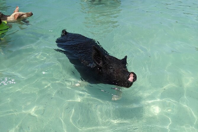 Private Swim With Pigs and Snorkeling in Paradise Tour - Paradise Island in a small private speedboat