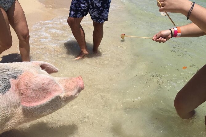 Private Swim With Pigs and Snorkeling in Paradise Tour - The crew vibe: flexibility, kids, and a hassle-free day
