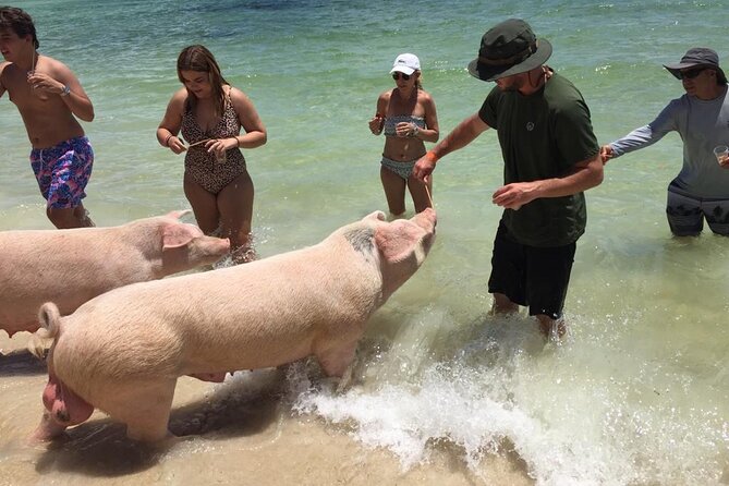 Private Swim With Pigs and Snorkeling in Paradise Tour - Who should book (and who might reconsider)