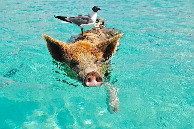 Rose Island 3 Island Luxury Private Tour(8hrs) - Key points to know before you go
