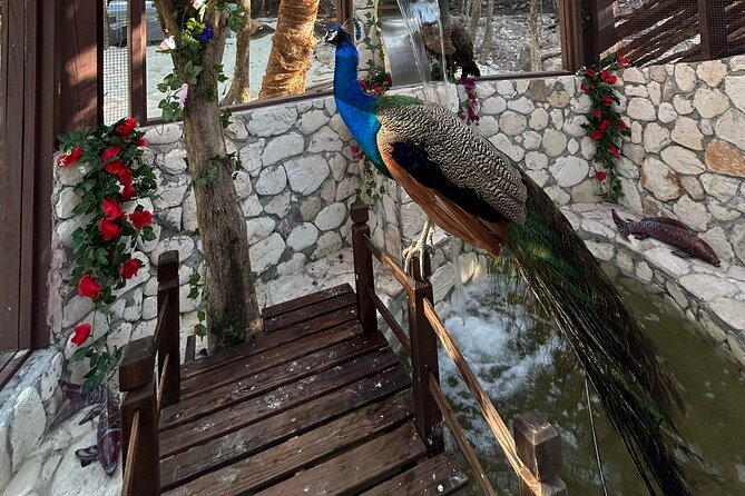 Rose Island Adventure: Snorkel, Sea Turtles, and Private Beach - Nassau logistics and how to make the day feel effortless